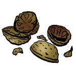 Skořápky z ořechů