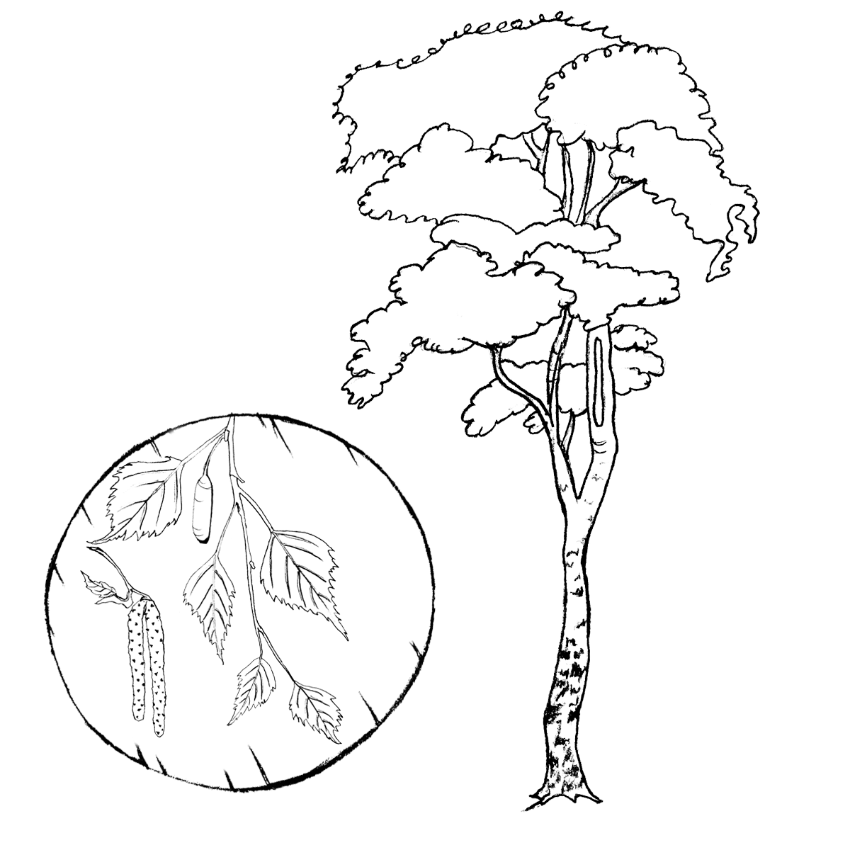 Bříza