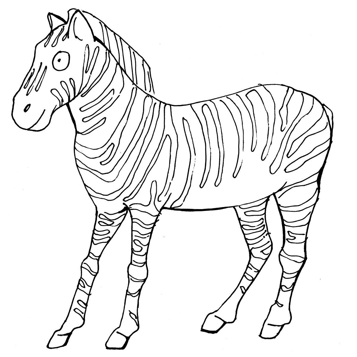 Zebra
